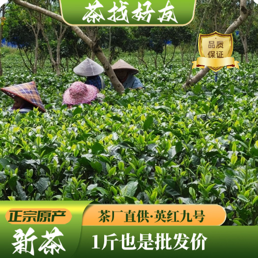 英德市英德正品红茶英红九号原厂直营大量批发新茶标准一芽两叶芽头多