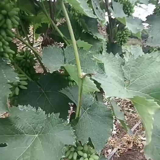 永吉县还有一个月就要上市了