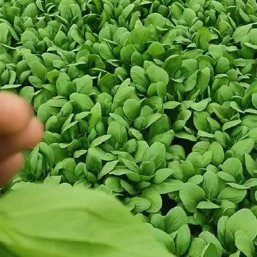 如皋市上海青小青菜