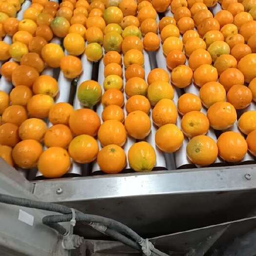 【夏橙】 榨汁专用  鲜果产地直发 快递部分包邮