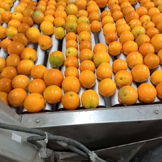 秭归县【夏橙】 榨汁专用  鲜果产地直发 快递部分包邮