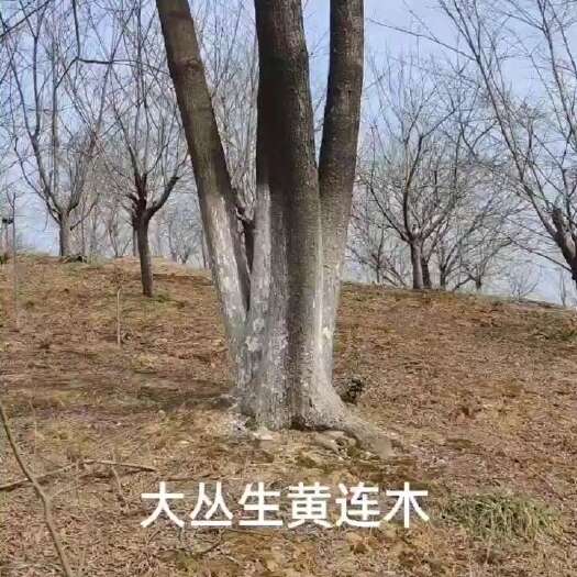 丛生黄连木，