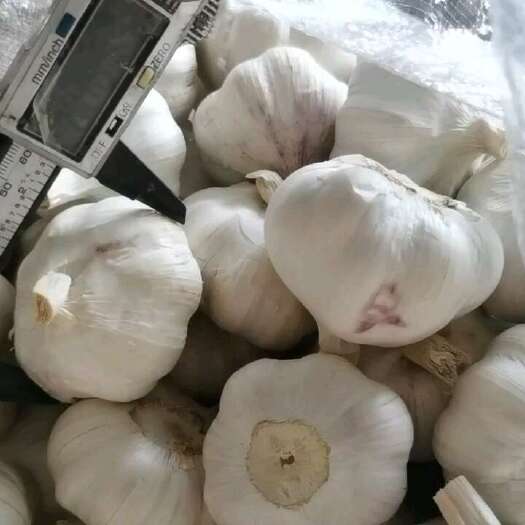 金乡县金乡大蒜
