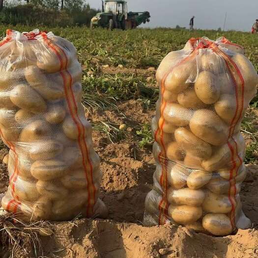 渭南沙漠土豆大量上市，价格美丽