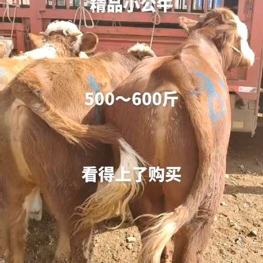威宁县牛