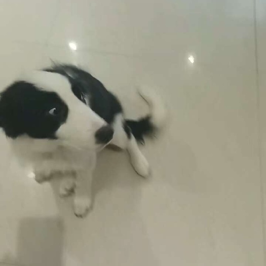 遵义边牧弟弟一个，牧羊犬边牧