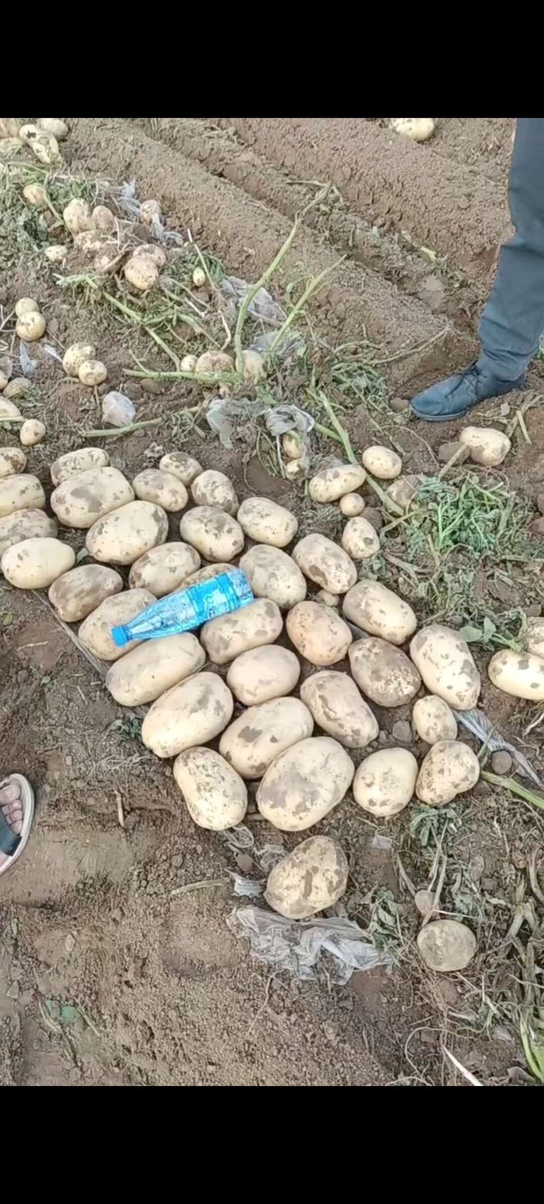 土豆
