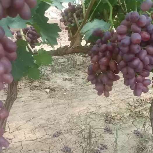 大荔县巨盛葡萄