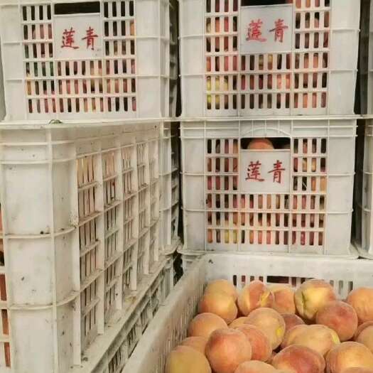 费县黄金桃