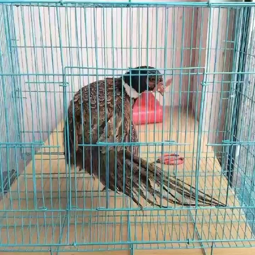 晋江市七彩山鸡