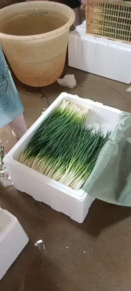云南产地一手货源小香葱