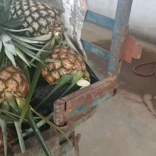 芒市云南德宏无眼凤梨