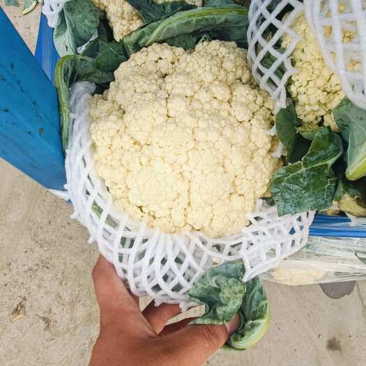 通许县纯前期600吨花菜大量出库