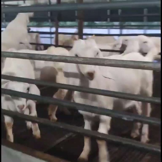 母羊，烧烤羊，肉羊