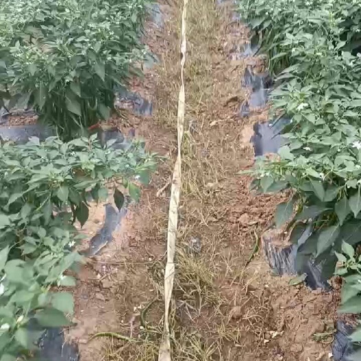 达州精品二荆条