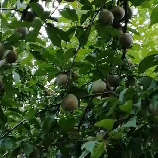 翁源县翁源三华李