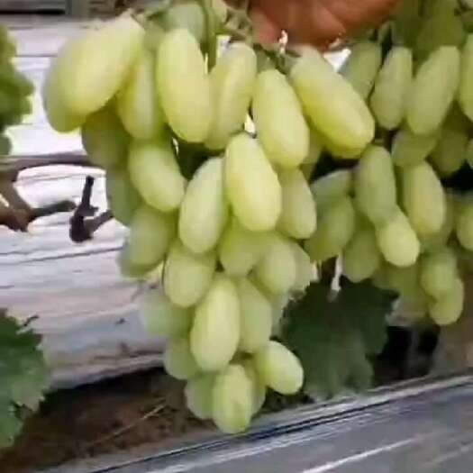 饶阳县维多利亚