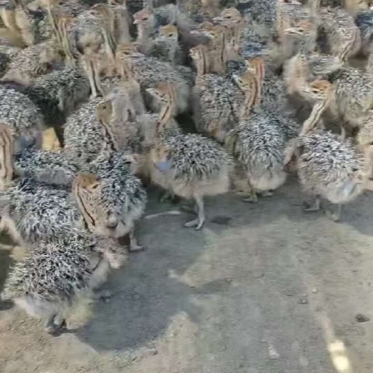 代县鸵鸟养殖