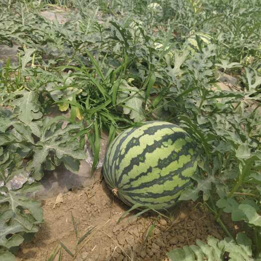 无籽美都大量有货，有需要的老板请联系