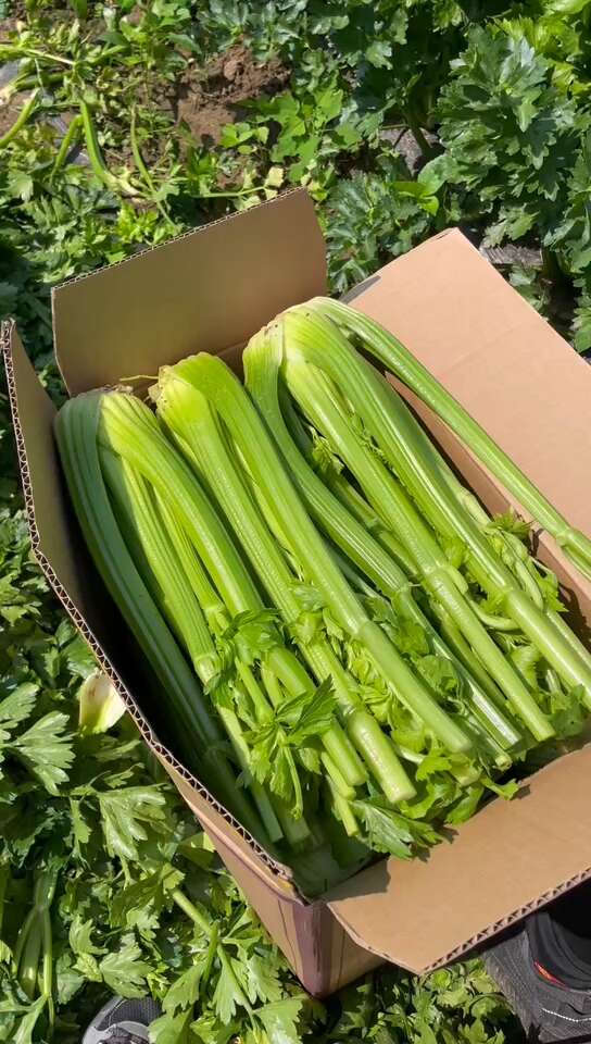 沈阳陆地西芹   质量嘎嘎好