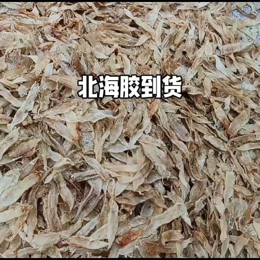 普宁市北海鱼胶 北海母65头 苏里南