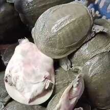 外塘甲鱼批发，货量充足，全国发货，价格美丽，