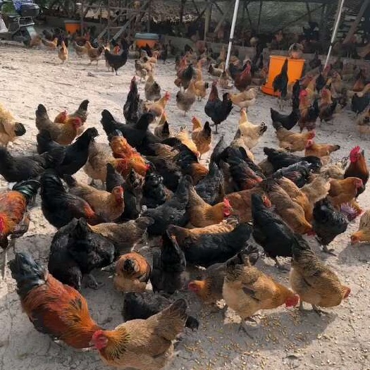 桂林漓江源自繁养虫子跑山土鸡，养啄食虫子草饲喂五谷杂粮，