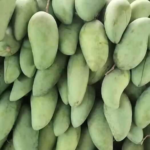 田东县金煌芒