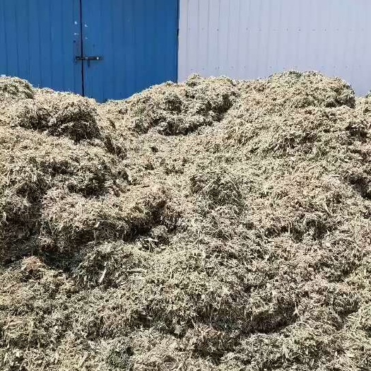 广平县甜玉米秸秆青储饲料