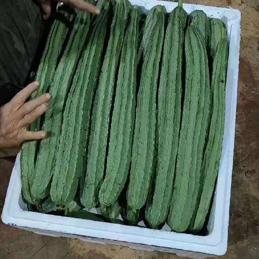 扶绥县丝瓜
