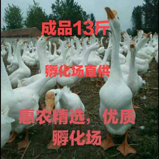 昆明大白鹅苗云南大三花白鹅苗，抗病力强，包打疫苗，成品13斤靓货