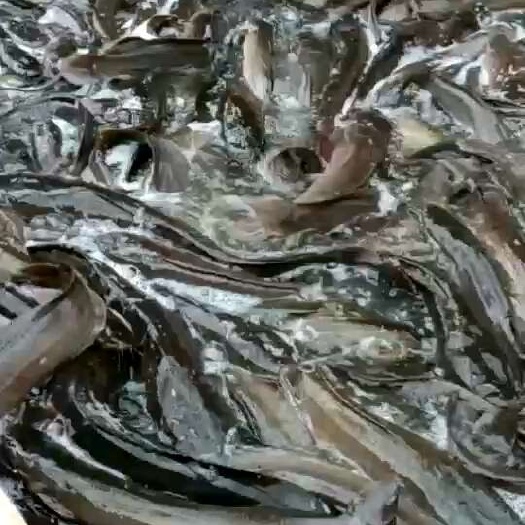 玉林埃及鱼，批发，零售，欢迎合作