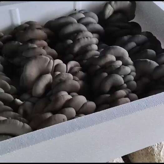丰宁县平菇