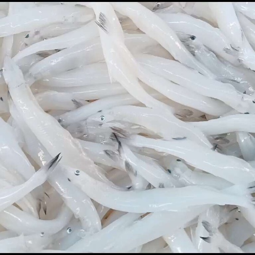 青岛银鱼