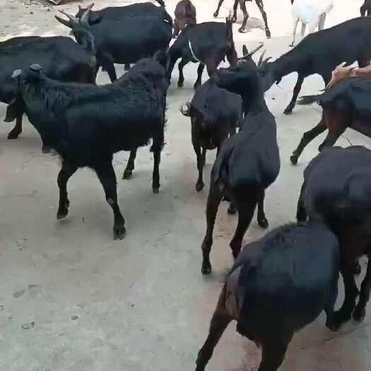 威宁县黑山羊