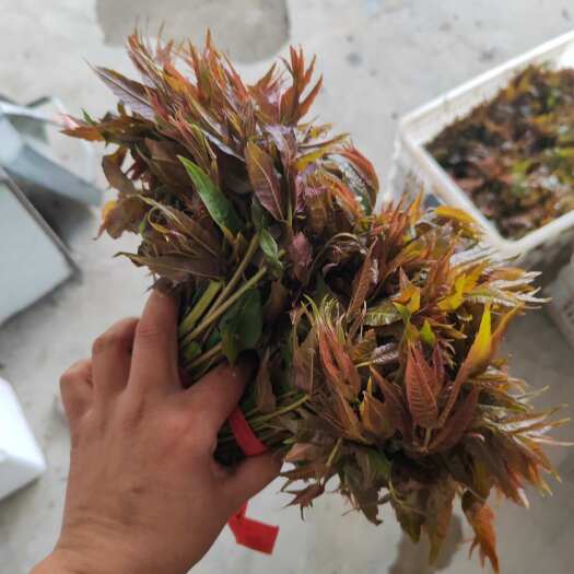 临朐县红油香椿