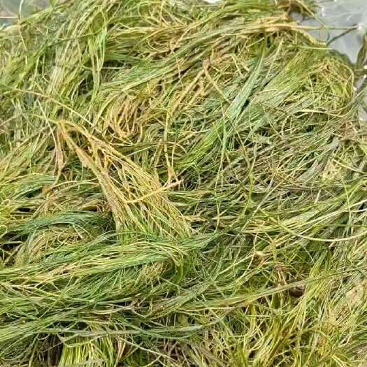 泗洪县龙须草，工程绿化专用，耐高温净化水质