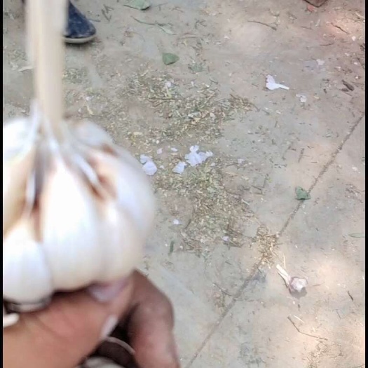 商河县济南大青稞宽叶蒜种