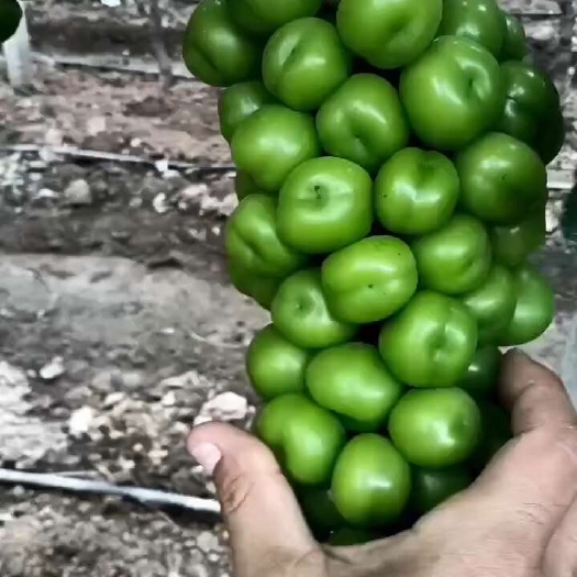 潜江市阳光玫瑰