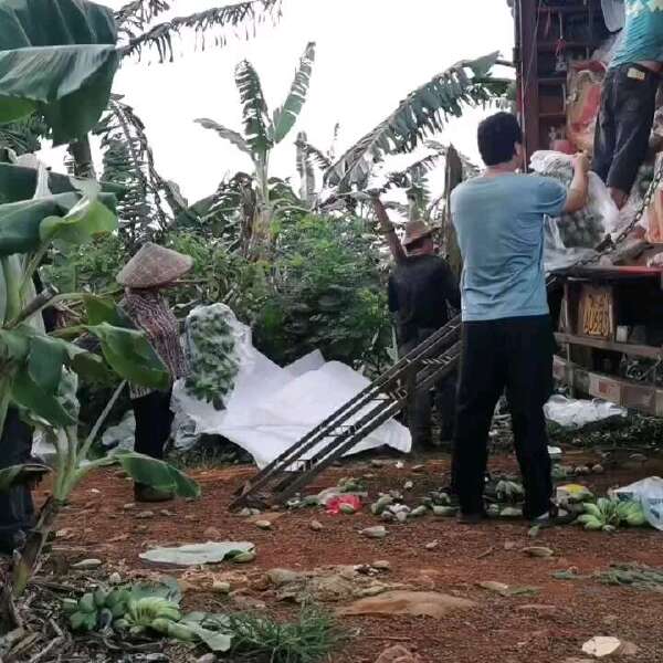 湛江徐闻产地苹果蕉、粉蕉、香蕉代办小谢