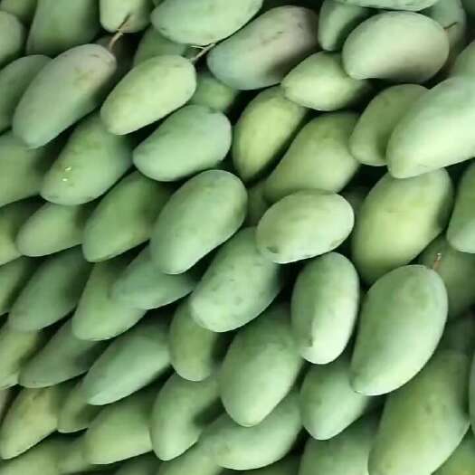 田东县金煌芒