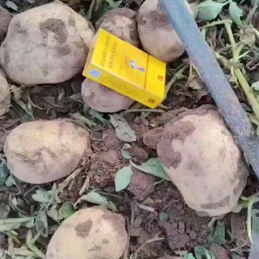 黄心土豆  实验一