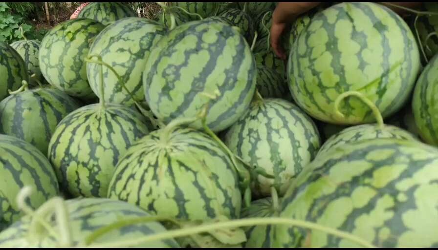 重庆市8424西瓜