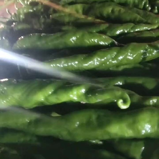 螺丝椒