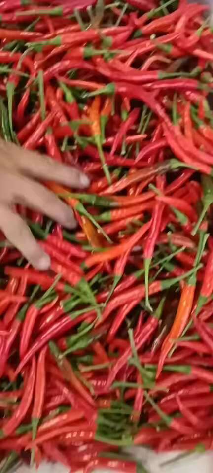 商丘河南商丘小米辣椒大量上市，万亩基地，质量保证，鲜货，
