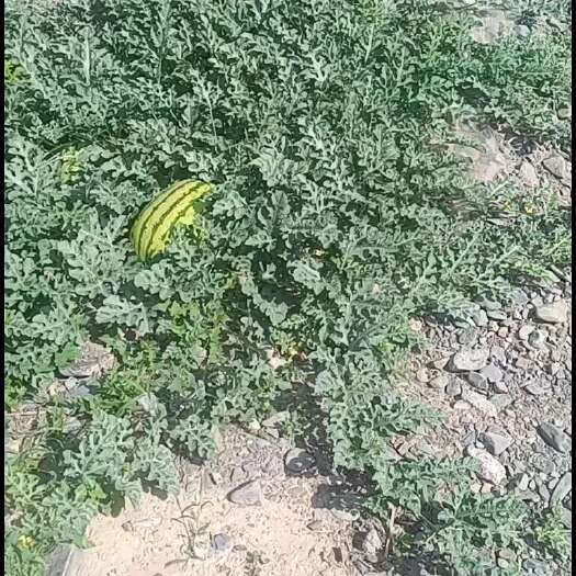 靖远县金花西瓜