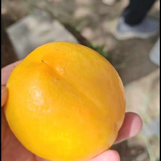 蒙阴县蒙阴油桃，蒙阴黄油桃，一件代发