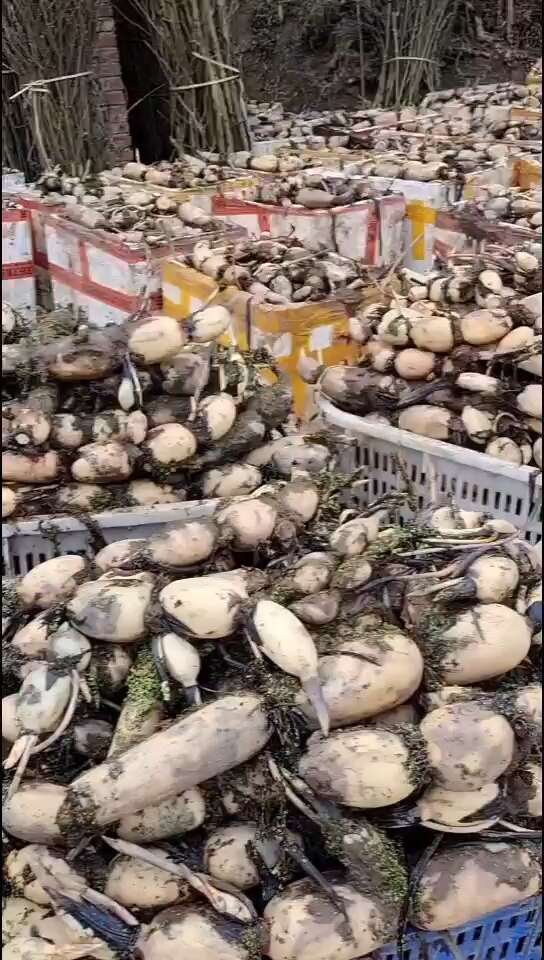 早熟十号赛珍珠藕种
