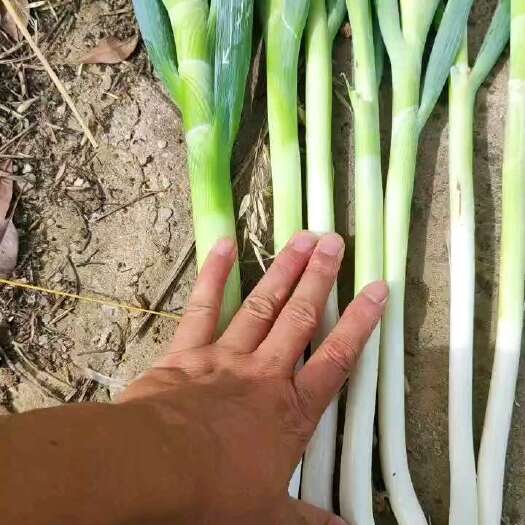 新野县大量有货，需要的联系