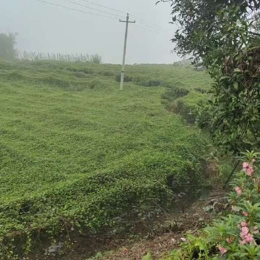 马关县云南黄金百香果